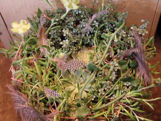 花野庭_多肉植物の寄植え