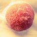 Strawberry Fields Foreverのんこの写真