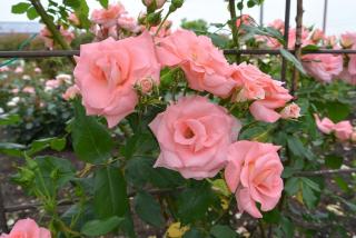 大野町バラ公園