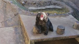 奥飛騨クマ牧場