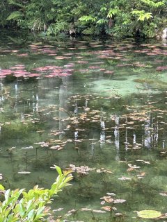 名もなき池(モネの池)