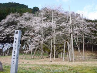 根尾谷淡墨桜の写真１