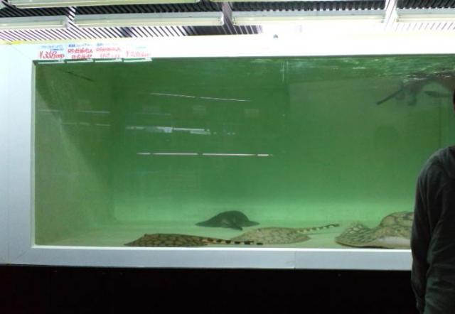 Pet For Life Buddy2へのぴかんち☆☆さんのレビュー写真