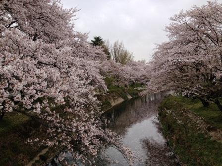 新境川のレポート写真2（offshore）