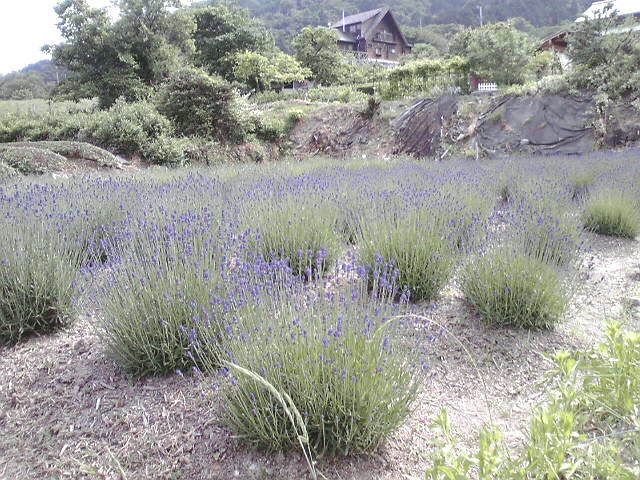 ラベンダーファーム あまおかへのhalさんのレビュー写真