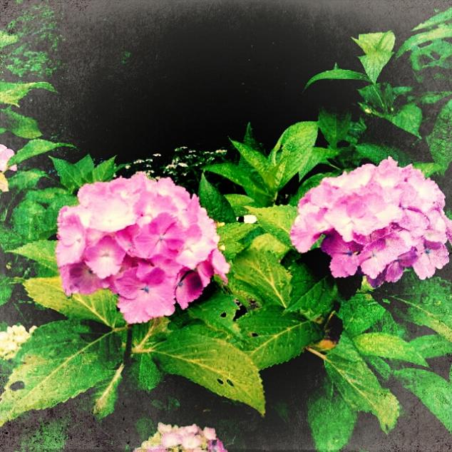 三光寺へののんこさんのレビュー写真