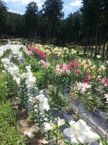 谷汲ゆり園 へのにしこさんのレビュー写真