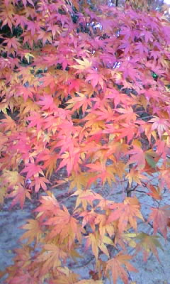 曽木公園へのりんきゃささんのレビュー写真