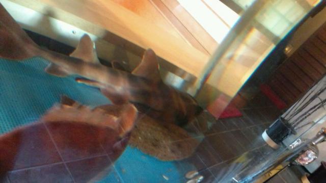 伊勢屋寿司へのめぐっぺ☆さんのレビュー写真