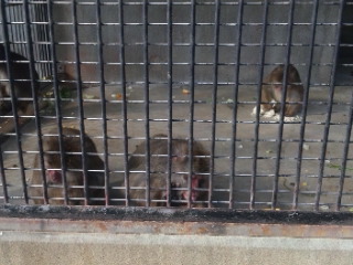 小倉公園へのめるさんのレビュー写真