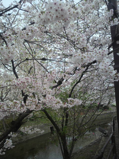 清水川コミュニティ水路へのポニョさんのレビュー写真