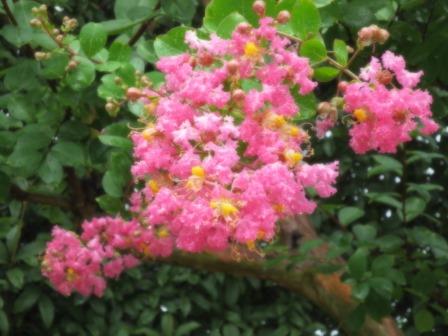 長良公園へのジェミニさんのレビュー写真