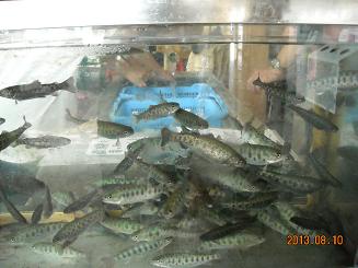 道の駅 桜の郷 荘川へのレッツなシニアさんのレビュー写真