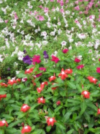 長良公園へのジェミニさんのレビュー写真