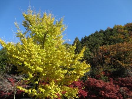 伊自良湖へのジェミニさんのレビュー写真