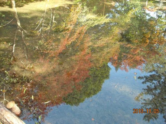 曽木公園へのレッツなシニアさんのレビュー写真