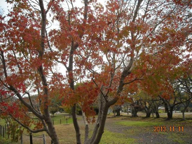 蘇原自然公園へのレッツなシニアさんのレビュー写真
