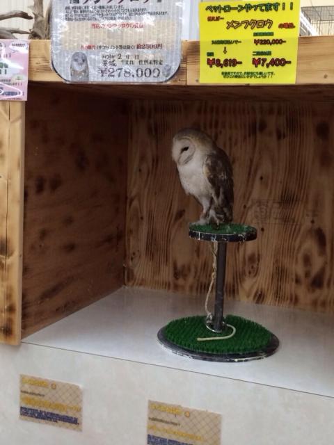 ディスワン 各務原中央店へのmelimeroさんのレビュー写真