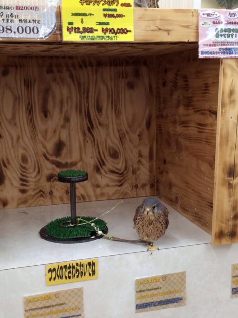 ディスワン 各務原中央店へのmelimeroさんのレビュー写真