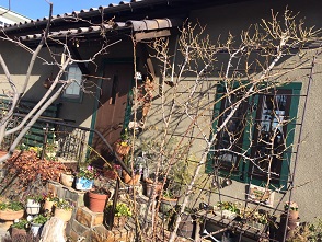 樹の萌へのマロンさんのレビュー写真