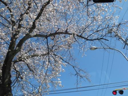 新境川のレポート写真1（ジェミニ）