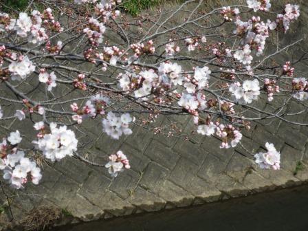 吉田川へのジェミニさんのレビュー写真