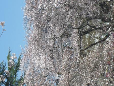 新境川のレポート写真2（ジェミニ）