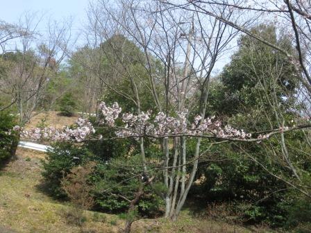 願成寺へのジェミニさんのレビュー写真