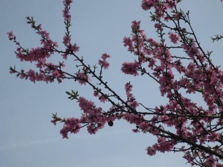 願成寺へのジェミニさんのレビュー写真