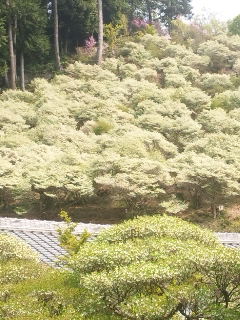 大龍寺へのめるさんのレビュー写真