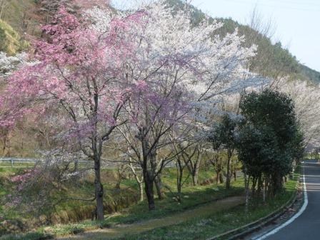 寺尾ヶ原千本桜公園へのジェミニさんのレビュー写真
