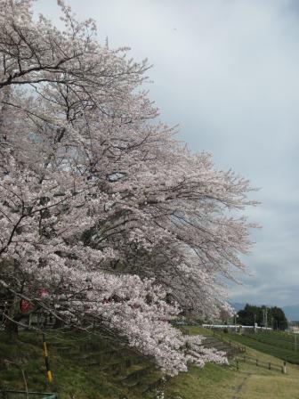 霞間ヶ渓公園へのジェミニさんのレビュー写真
