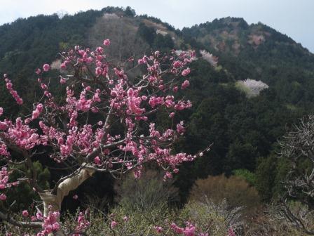 大津谷梅園へのジェミニさんのレビュー写真