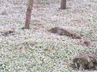 可児川下流域自然公園 可児 カタクリ群生地へのめるさんのレビュー写真