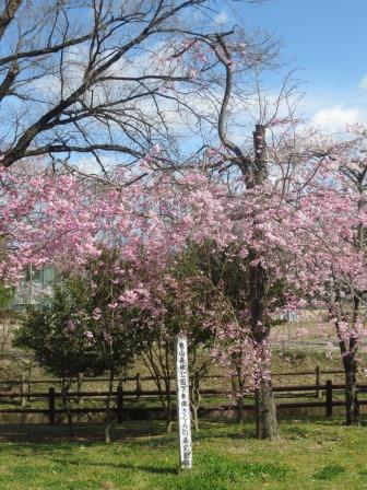 東山森林公園下米田さくらの森へのジェミニさんのレビュー写真