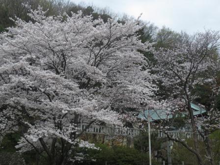 鷺山公園へのジェミニさんのレビュー写真