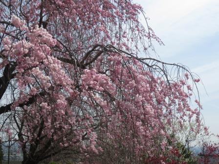 霞間ヶ渓公園のレポート写真3（ジェミニ）