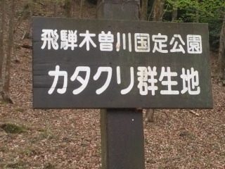 可児川下流域自然公園 可児 カタクリ群生地へのめるさんのレビュー写真