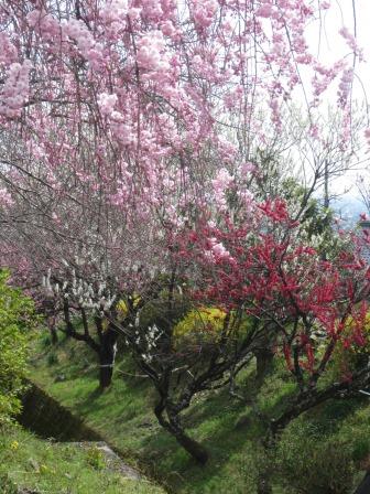 霞間ヶ渓公園のレポート写真4（ジェミニ）