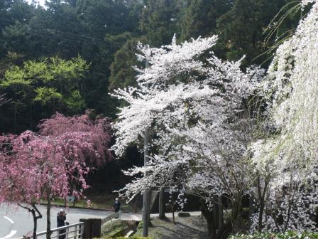 大津谷梅園へのジェミニさんのレビュー写真