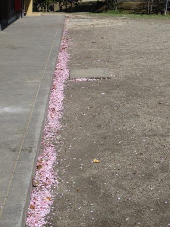 東山森林公園下米田さくらの森へのジェミニさんのレビュー写真