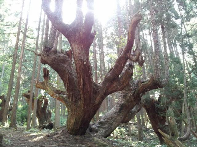 蕪山へのにしこさんのレビュー写真