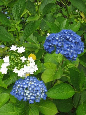 三光寺へのジェミニさんのレビュー写真