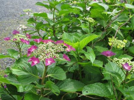 三光寺へのジェミニさんのレビュー写真
