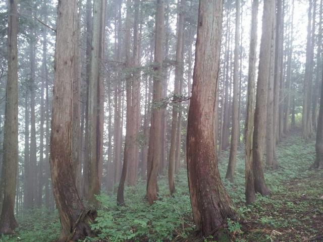 大日ヶ岳へのにしこさんのレビュー写真