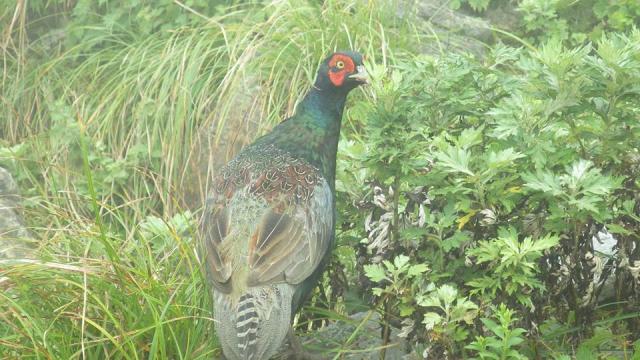 伊吹山へのにしこさんのレビュー写真