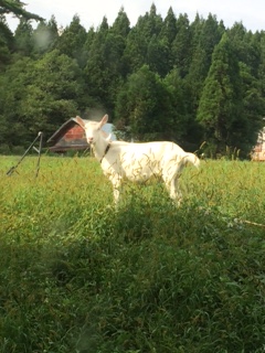 ひるがのラシェーズへのちょこさんのレビュー写真