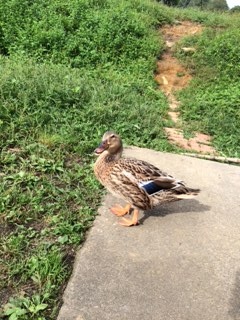 ひるがのラシェーズへのちょこさんのレビュー写真
