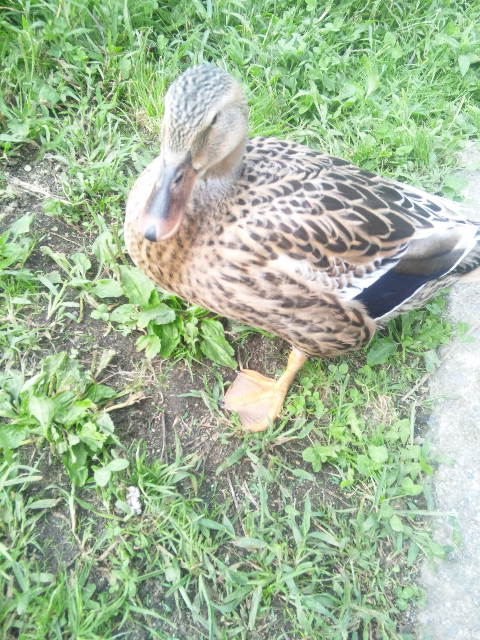 ひるがのラシェーズへのめるさんのレビュー写真