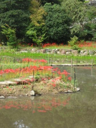 大智寺へのジェミニさんのレビュー写真